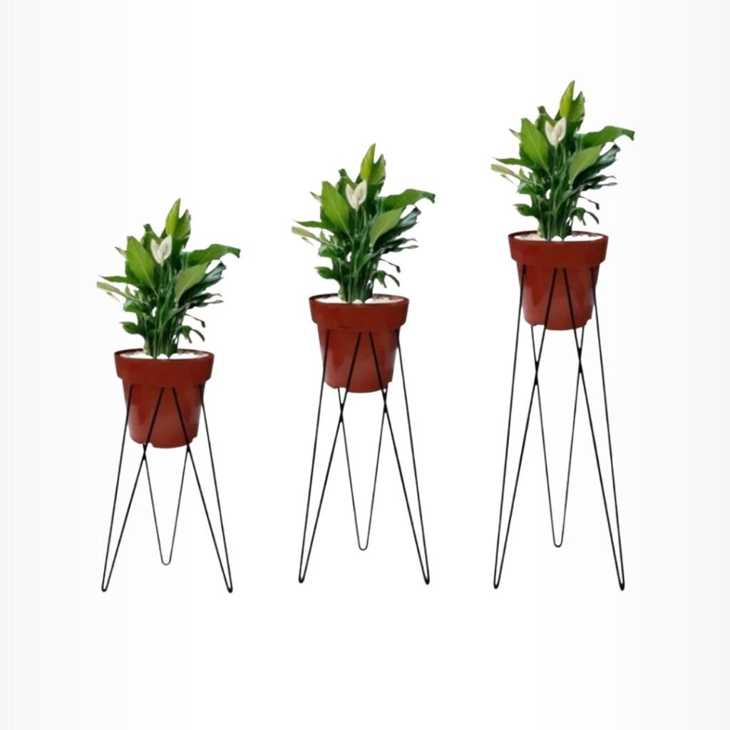 Vasos de plantas