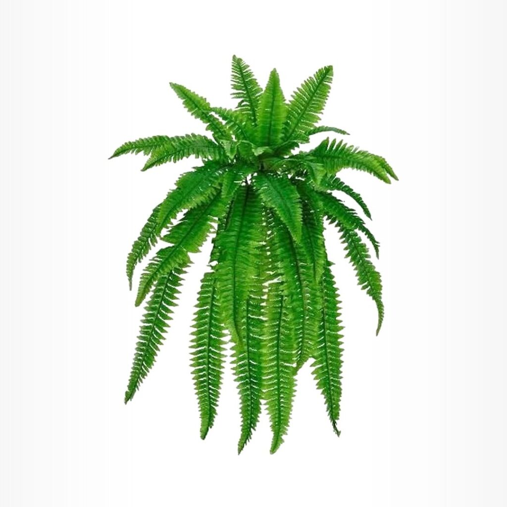 Plantas decorativas